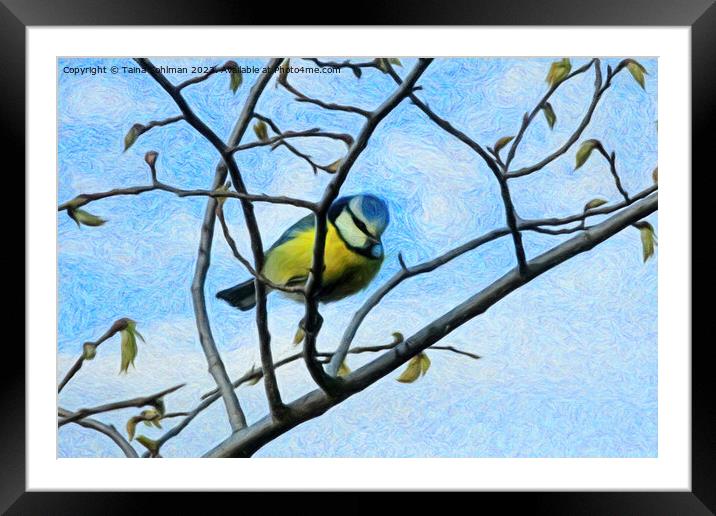Little Blue Tit is Looking at You Framed Mounted Print by Taina Sohlman