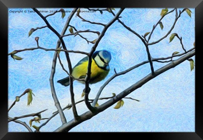 Little Blue Tit is Looking at You Framed Print by Taina Sohlman