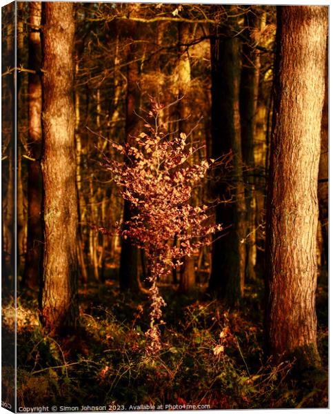 Sunlit Beech tree  Canvas Print by Simon Johnson