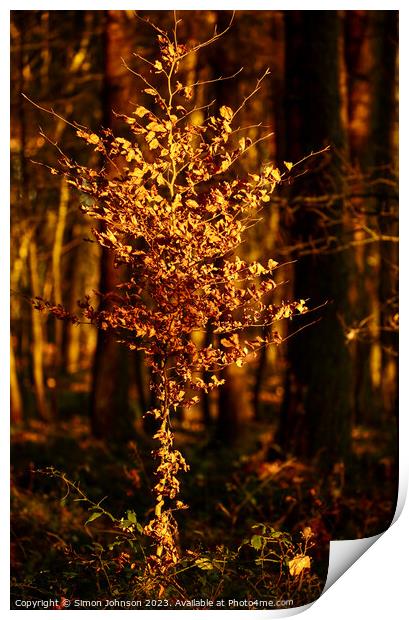 Sunlit Beech tree  Print by Simon Johnson