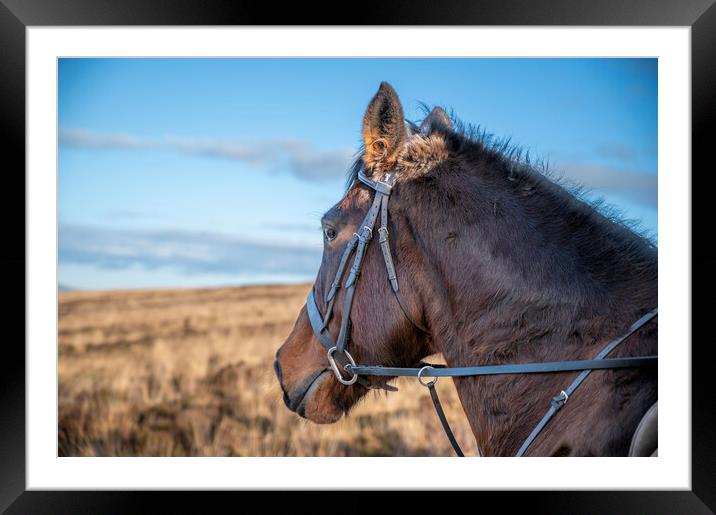 Horse taking in the views Framed Mounted Print by Gary Kenyon