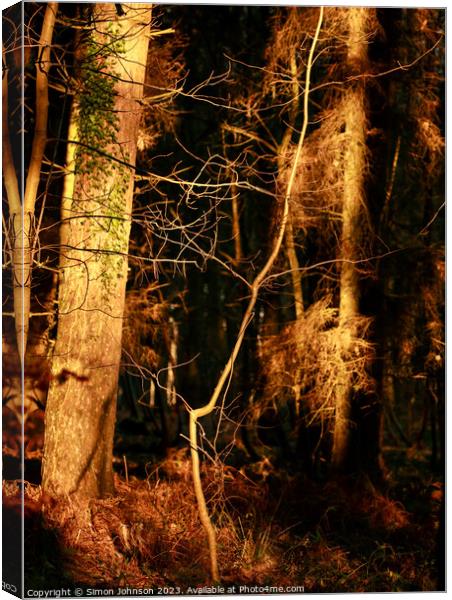 Sunlit woodland  Canvas Print by Simon Johnson
