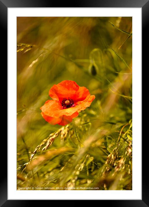 Poppy flower Framed Mounted Print by Simon Johnson