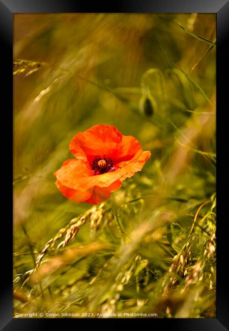 Poppy flower Framed Print by Simon Johnson