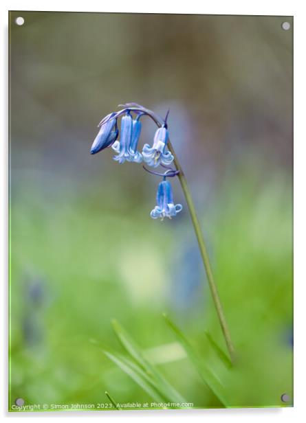 Bluebell flower  Acrylic by Simon Johnson