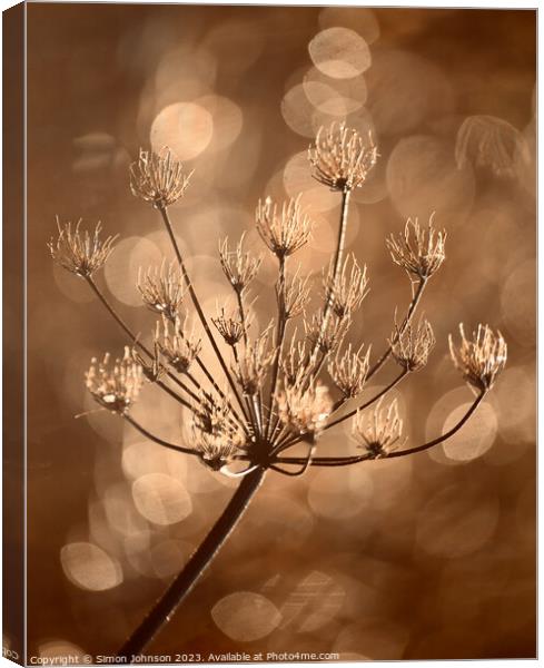 Frosted grass  Canvas Print by Simon Johnson