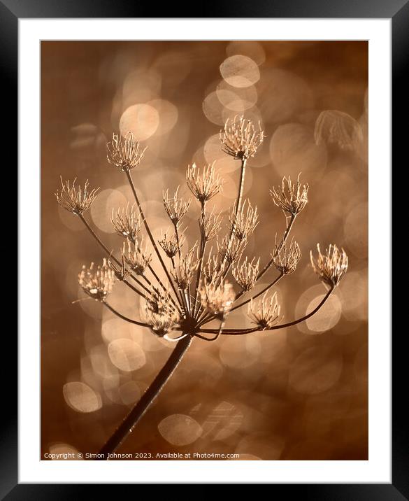 Frosted grass  Framed Mounted Print by Simon Johnson