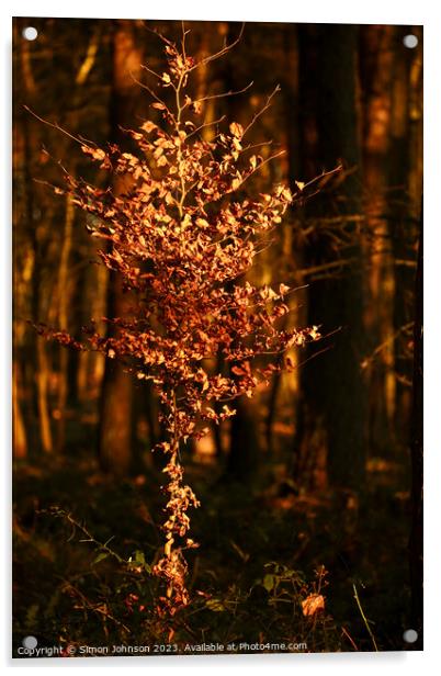 Sunlit Beech tree Acrylic by Simon Johnson