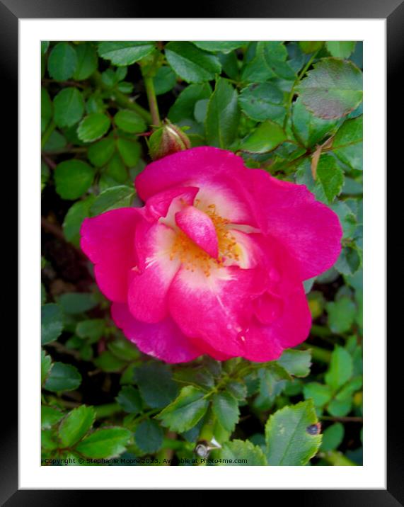 Lovely pink rose Framed Mounted Print by Stephanie Moore