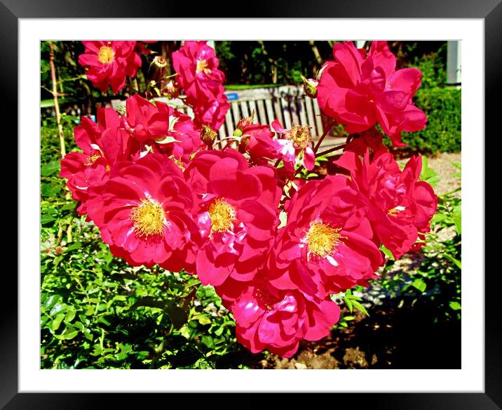 Red Roses Framed Mounted Print by Stephanie Moore