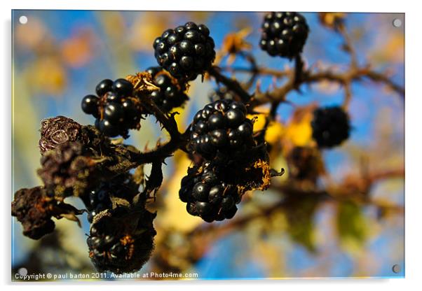 Dying Blackberrys Acrylic by paul barton