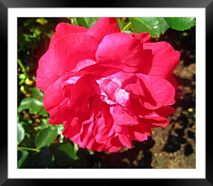 Red Rose Framed Mounted Print by Stephanie Moore