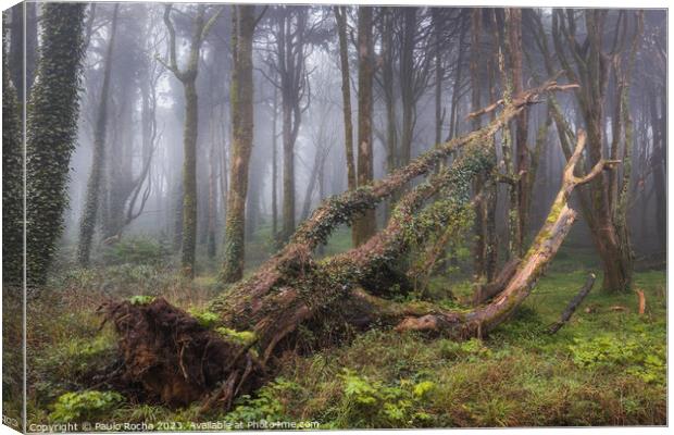 Fallen tree in a foggy forest Canvas Print by Paulo Rocha