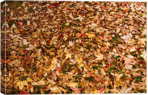 Fallen autumn leaves Canvas Print by Sally Wallis