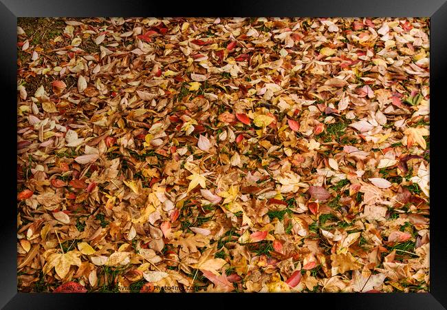 Fallen autumn leaves Framed Print by Sally Wallis