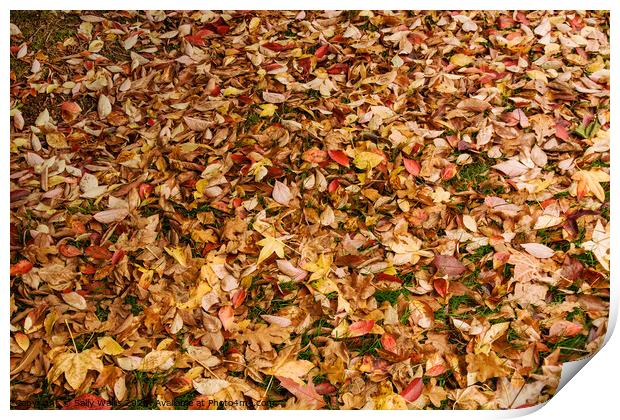 Fallen autumn leaves Print by Sally Wallis
