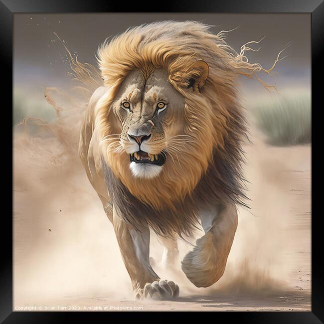 Lion Charging Framed Print by Brian Tarr
