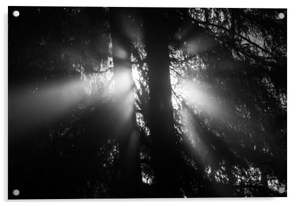 sunbeam has Travert trees Acrylic by louis bertrand