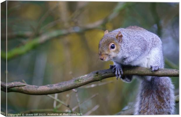 Observing the World from a Tree Branch, a Curious Grey Squirrel. Canvas Print by Steve Gill