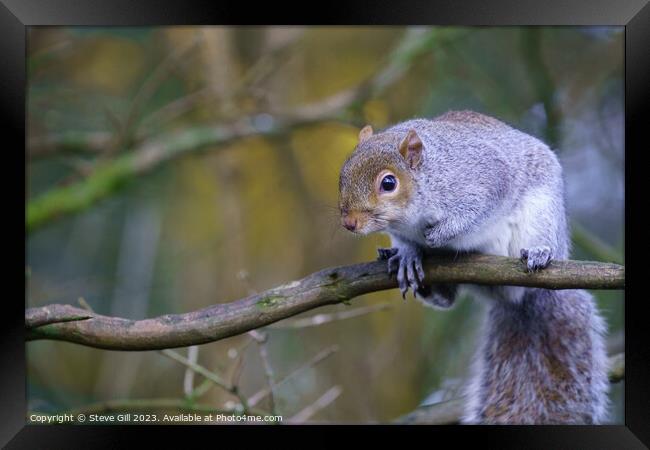 Observing the World from a Tree Branch, a Curious Grey Squirrel. Framed Print by Steve Gill