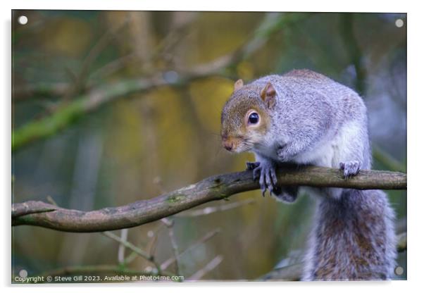 Observing the World from a Tree Branch, a Curious Grey Squirrel. Acrylic by Steve Gill
