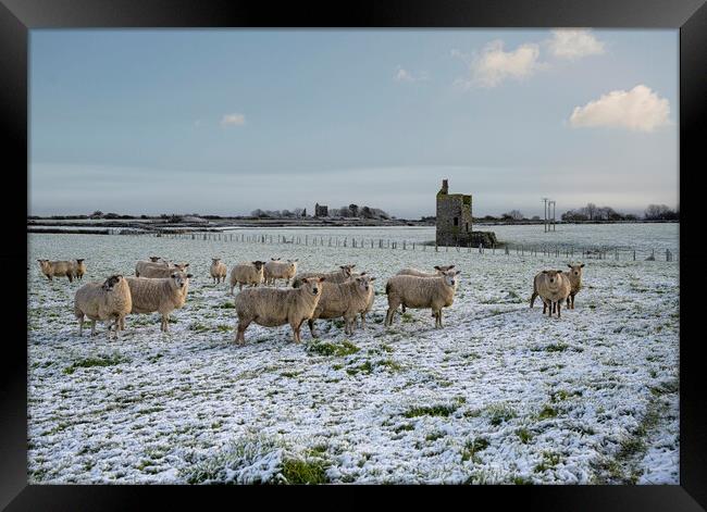Snow in cornwall with sheep and old tin mines Framed Print by kathy white