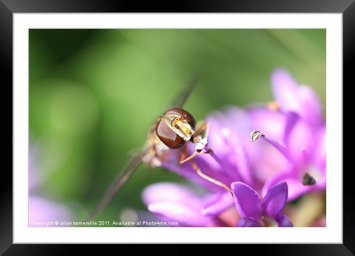 hover fly Framed Mounted Print by allan somerville