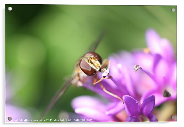 hover fly Acrylic by allan somerville