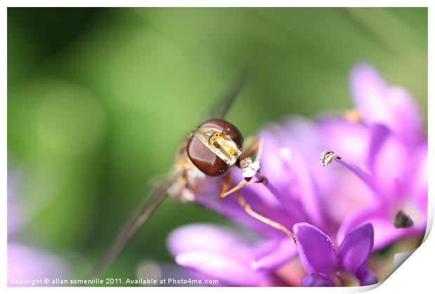 hover fly Print by allan somerville