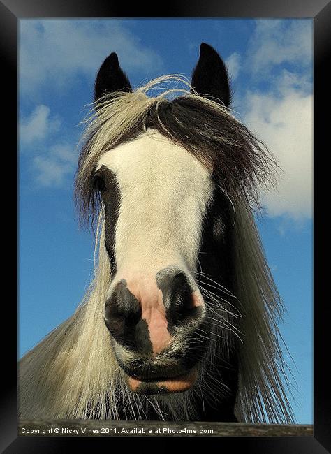 Pennine Pony Framed Print by Nicky Vines