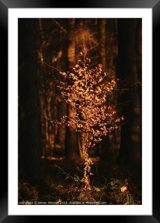 Sunlit Beech tree  Framed Mounted Print by Simon Johnson