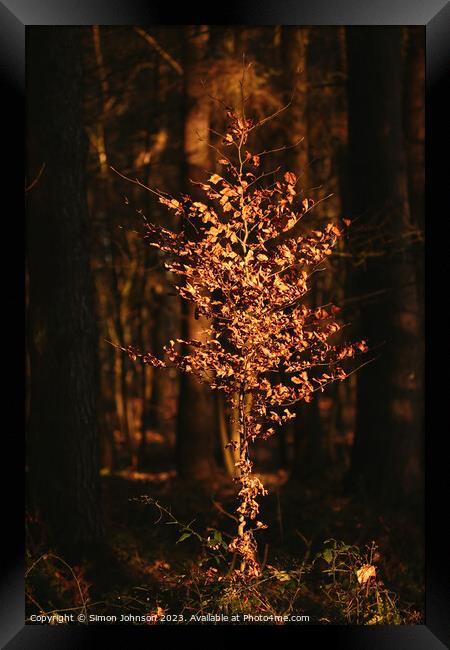 Sunlit Beech tree  Framed Print by Simon Johnson
