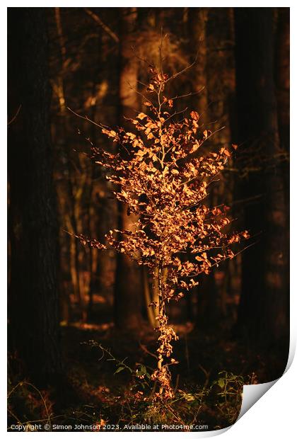 Sunlit Beech tree  Print by Simon Johnson
