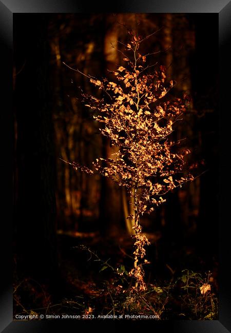 Tree fire Framed Print by Simon Johnson