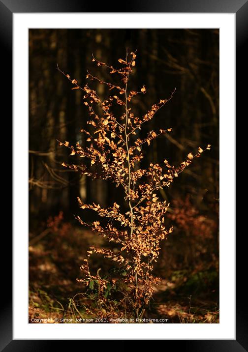 A christmas tree lit up at night Framed Mounted Print by Simon Johnson