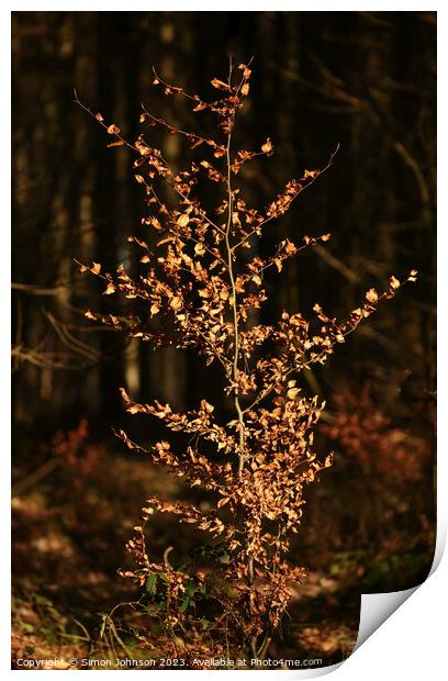 A christmas tree lit up at night Print by Simon Johnson