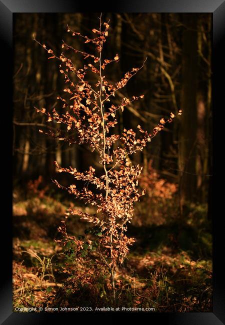 Sunlit Beech tree  Framed Print by Simon Johnson