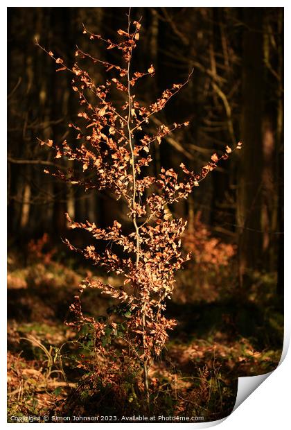 Sunlit Beech tree  Print by Simon Johnson