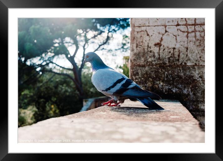 A solitary city pigeon rests undisturbed in a garden. Framed Mounted Print by Joaquin Corbalan
