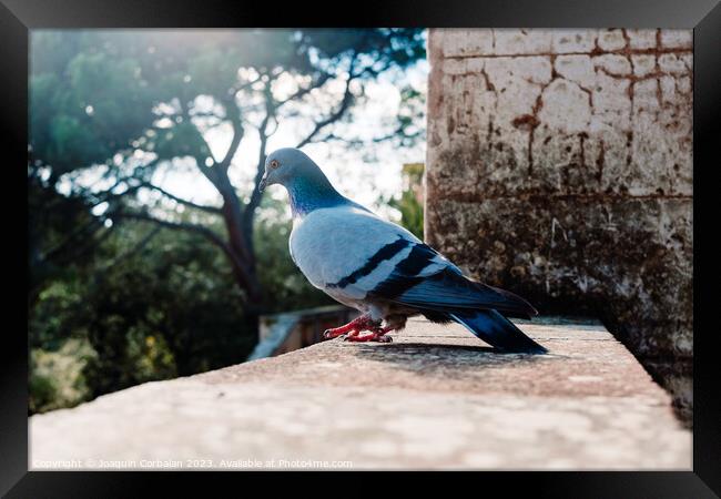 A solitary city pigeon rests undisturbed in a garden. Framed Print by Joaquin Corbalan
