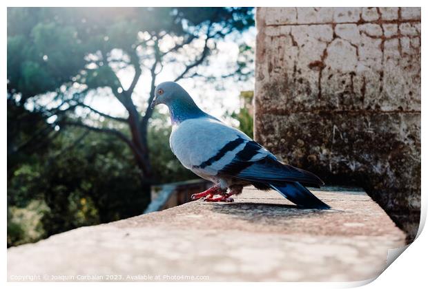 A solitary city pigeon rests undisturbed in a garden. Print by Joaquin Corbalan