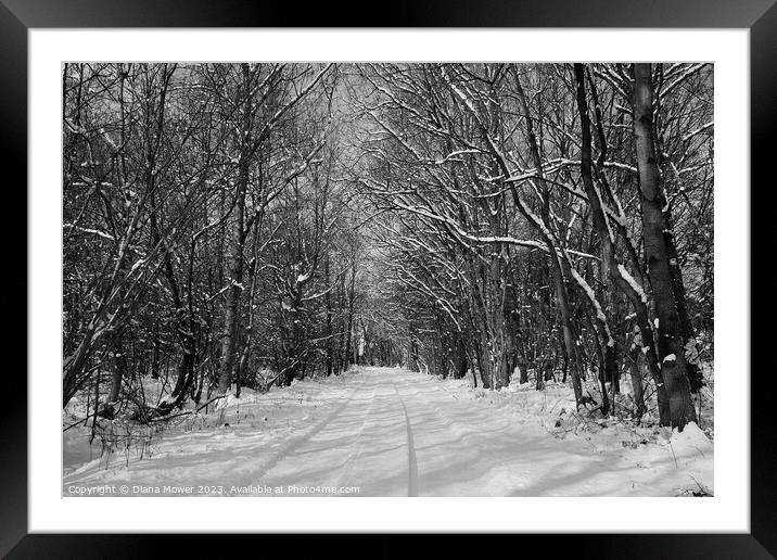 Essex Woodland Snow Framed Mounted Print by Diana Mower
