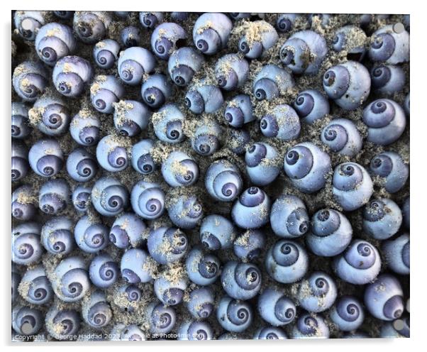 Blue Sea Shells Acrylic by George Haddad