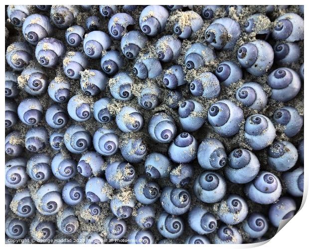Blue Sea Shells Print by George Haddad