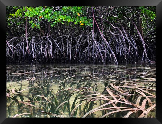 Mangrove Seas Framed Print by George Haddad