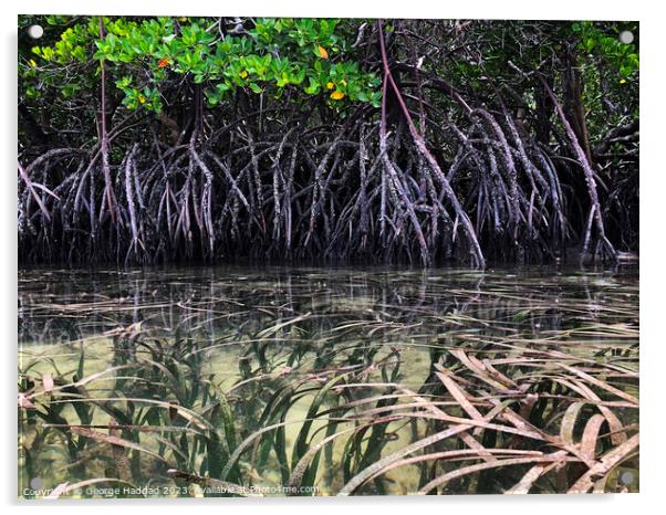 Mangrove Seas Acrylic by George Haddad