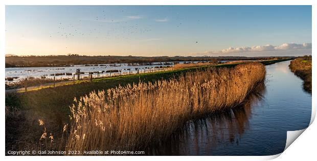 Walking around the wet lands bird sancutaury Anglesey  Print by Gail Johnson