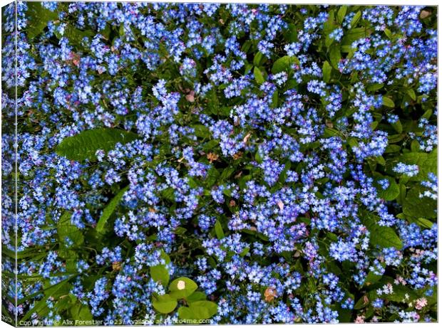 Forget-me-nots Canvas Print by Alix Forestier