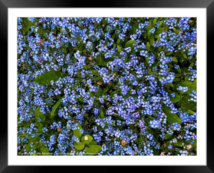 Forget-me-nots Framed Mounted Print by Alix Forestier