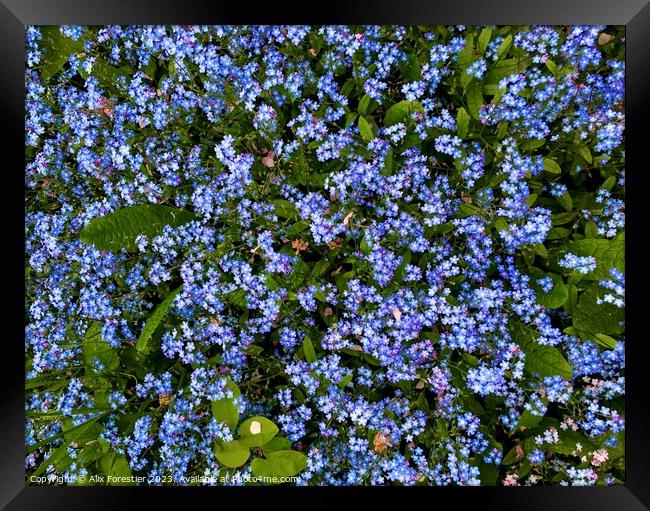 Forget-me-nots Framed Print by Alix Forestier